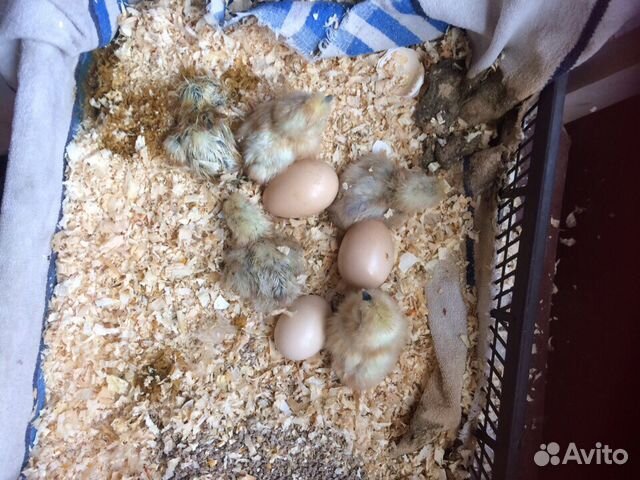 Цыплята китайских шелковых