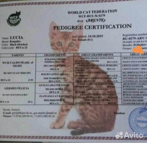 Бенгальская кошка купить на Зозу.ру - фотография № 5