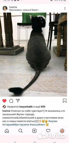 Экспресс-Стрижка кошек котов Экспресс-Стрижка кошек котов
