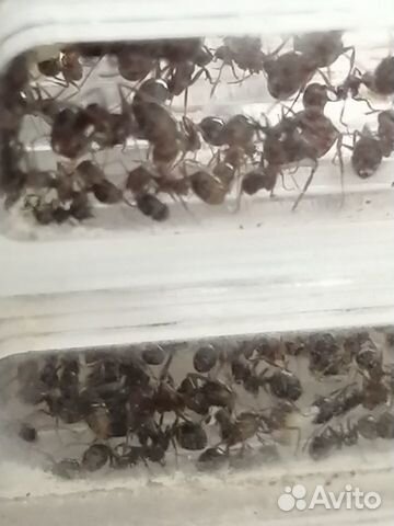 Муравьиная ферма (Формикарий) с муравьями 200+ купить на Зозу.ру - фотография № 5