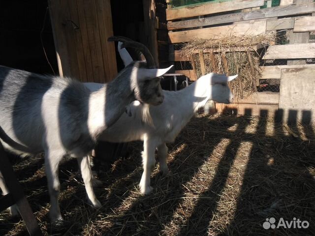 Продам семью коз купить на Зозу.ру - фотография № 1
