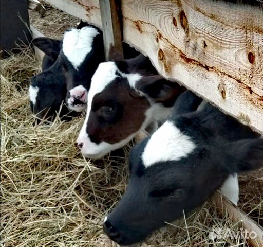 ТИЭЙЧ Шатурский. Животноводческий комплекс th Rus Milk food. ТИЭЙЧ-рус Милк фуд. ТИЭЙЧ Калужский.