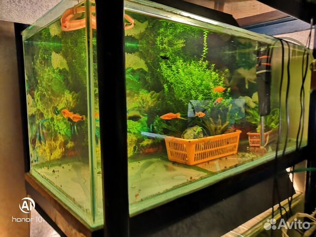 Продаются пять аквариумов с двумя стеллажами объём купить на Зозу.ру - фотография № 1