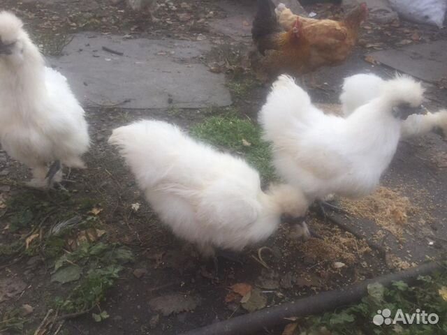 Шёлковые пушистые цыплята купить на Зозу.ру - фотография № 2