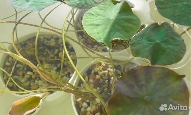 Семена лотоса Семена лотоса