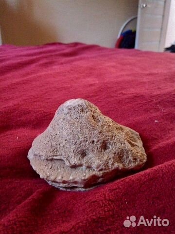 Окаменелость Губка-Коралл