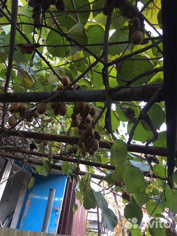 Дом 45 м² на участке 3 сот. Дом 45 м² на участке 3 сот.