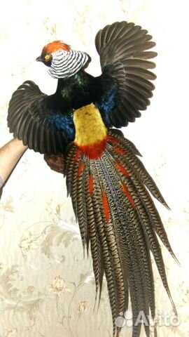 Чучела птиц и животных изготовление