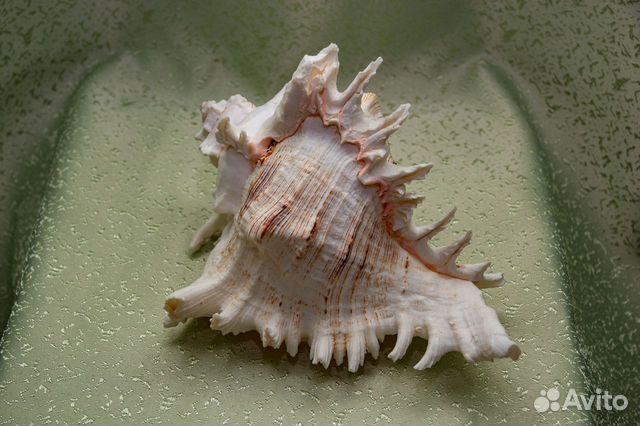 Донакс черного моря. Авито морские. Авито морские. Авито морские. Большие ракушки морские.