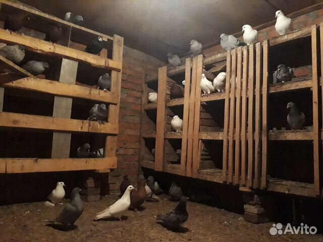 Бойные голуби купить на Зозу.ру - фотография № 4