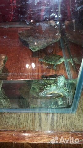 Черепахи купить на Зозу.ру - фотография № 7