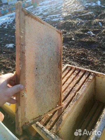 Кормовые рамки мед купить на Зозу.ру - фотография № 4