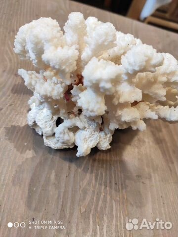 Ракушки и кораллы