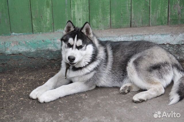 Кобель для вязки