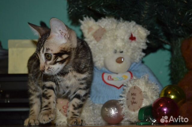 Новогодний котик под Вашу елочку купить на Зозу.ру - фотография № 10
