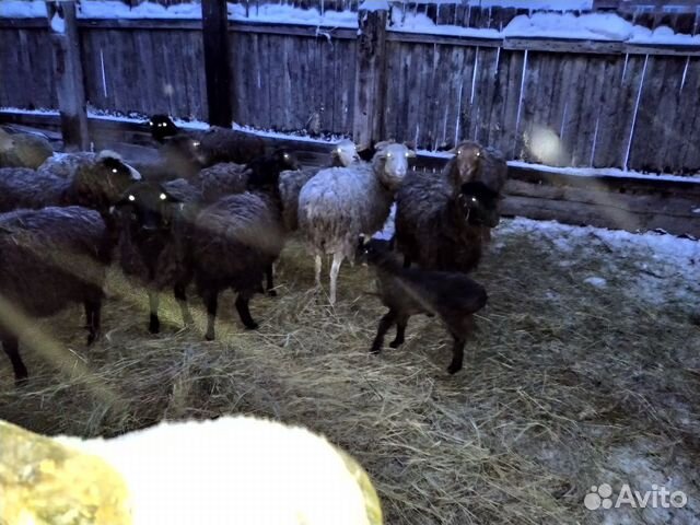 Овцы беспородные полукурлючные.Цена за голову купить на Зозу.ру - фотография № 5
