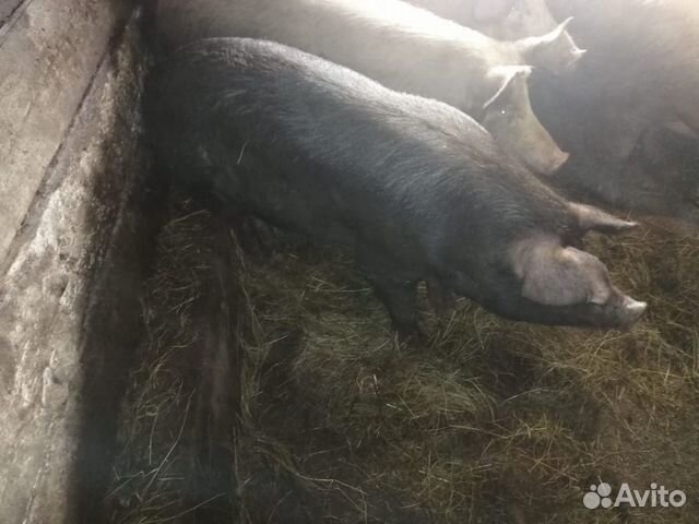 Продам свинину купить на Зозу.ру - фотография № 2