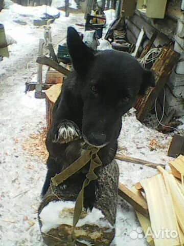 Щенок породистой крупной собаки купить на Зозу.ру - фотография № 4