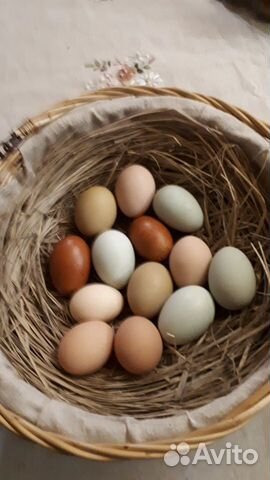 Инкубационное яйцо цветное купить на Зозу.ру - фотография № 1