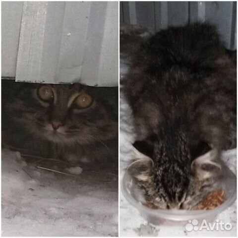 Сибирский кот купить на Зозу.ру - фотография № 1