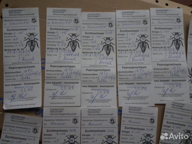 Пчелопакеты: Карпатка, Карника, Бакфаст купить на Зозу.ру - фотография № 4