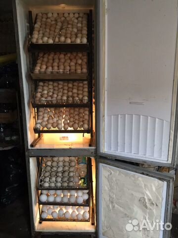 Инкубатор на 550 яиц купить на Зозу.ру - фотография № 3