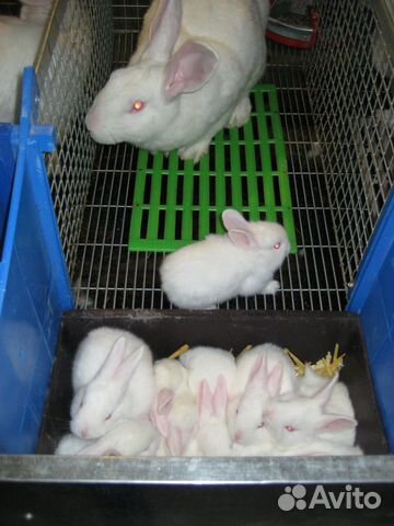 Кролики Белый Паннон купить на Зозу.ру - фотография № 8