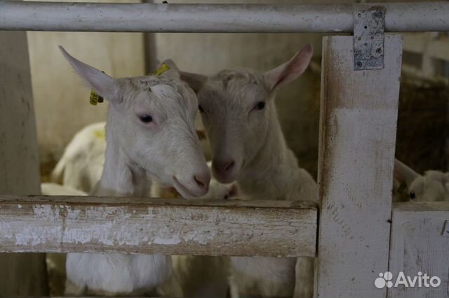 Зааненские козы купить на Зозу.ру - фотография № 2