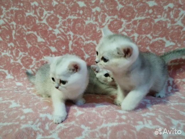 Британская