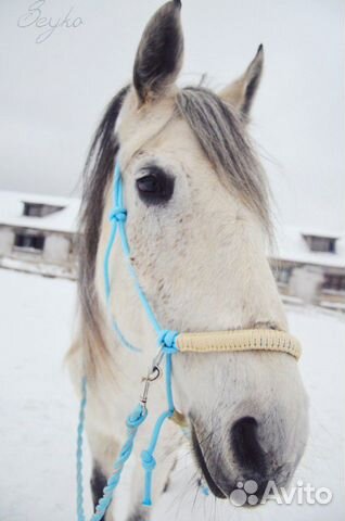 Аренда лошади купить на Зозу.ру - фотография № 3