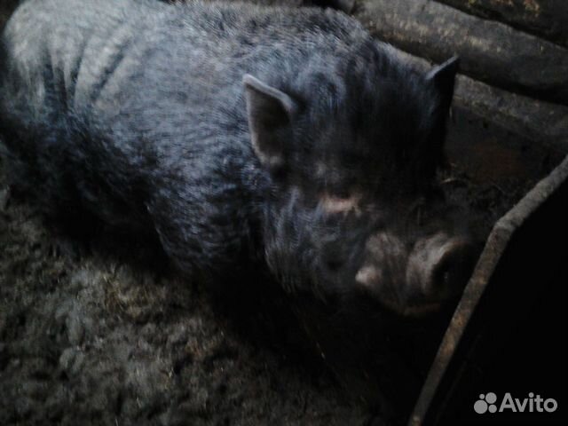 Вьетнамские вислобрюхие свиньи купить на Зозу.ру - фотография № 2