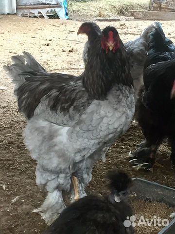 Петухи, куры, фазаны, цыплята, инкубационное яйцо купить на Зозу.ру - фотография № 4