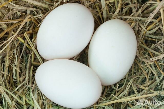 Яйцо гусиное инкубационное (Линда крупная) купить на Зозу.ру - фотография № 2