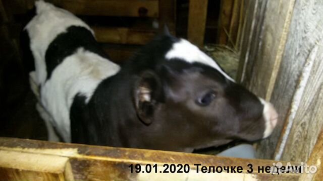 Телочка на корову купить на Зозу.ру - фотография № 5
