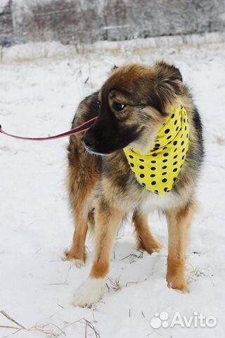 Шикарная собака Шерри в дар купить на Зозу.ру - фотография № 5