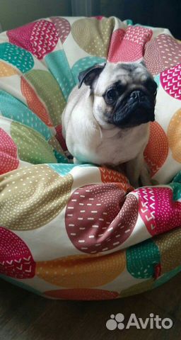 Передержка собак