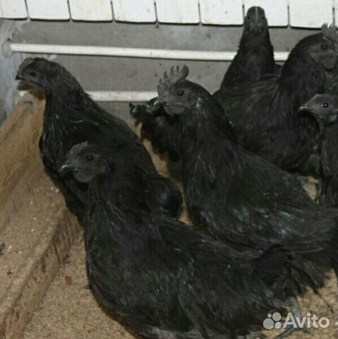 Курица черная полностью купить на Зозу.ру - фотография № 1