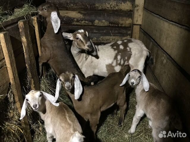 Нубийские козы, козочки купить на Зозу.ру - фотография № 1