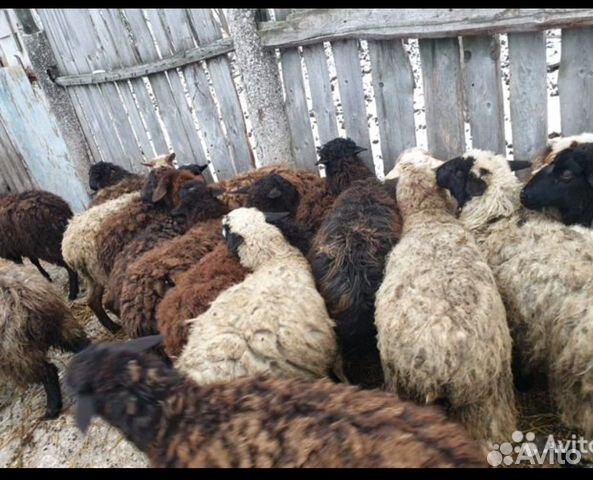Овцы,бараны купить на Зозу.ру - фотография № 1