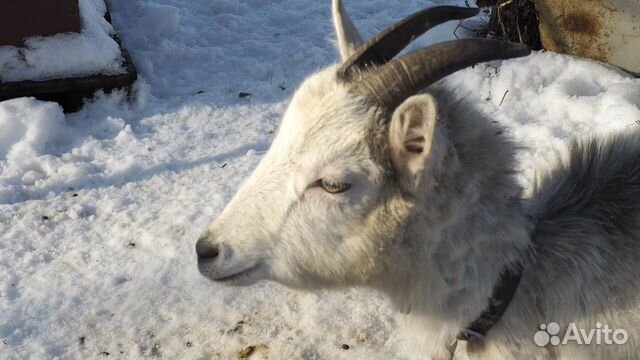 Продаю козу купить на Зозу.ру - фотография № 2