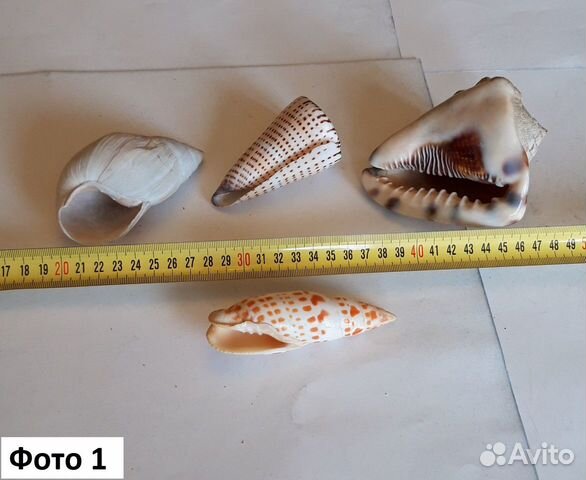 Раковины морские Раковины морские