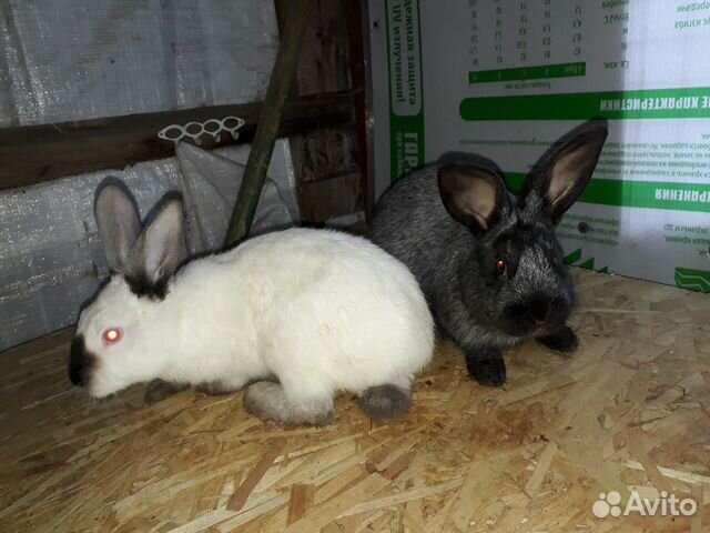 Кролики помесь колифорния с серебром купить на Зозу.ру - фотография № 1