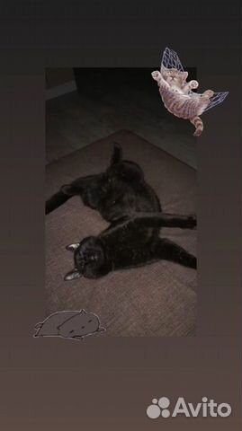 Чёрный Кот купить на Зозу.ру - фотография № 2