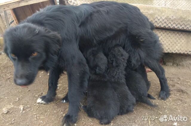 Пастушки щенки купить на Зозу.ру - фотография № 2