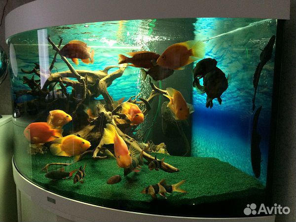Аквариум под ключ / почистить аквариум