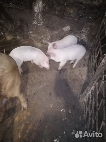 Продам поросят