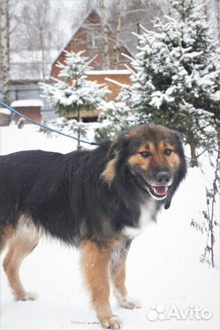 Собака Мишка ищет дом Собака Мишка ищет дом