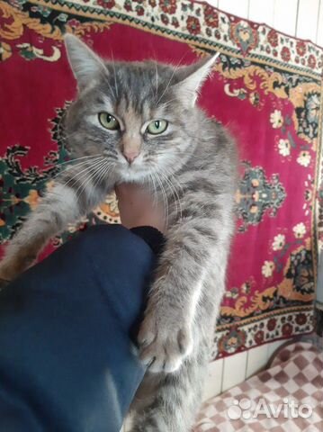 Отдадим кошку в добрые руки купить на Зозу.ру - фотография № 3