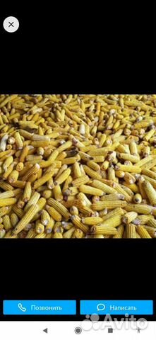 Кукуруза в качане купить на Зозу.ру - фотография № 2