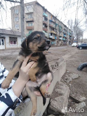 Сос щенки купить на Зозу.ру - фотография № 2